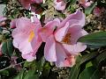2010-0326-1615_Camelia_11,6C
